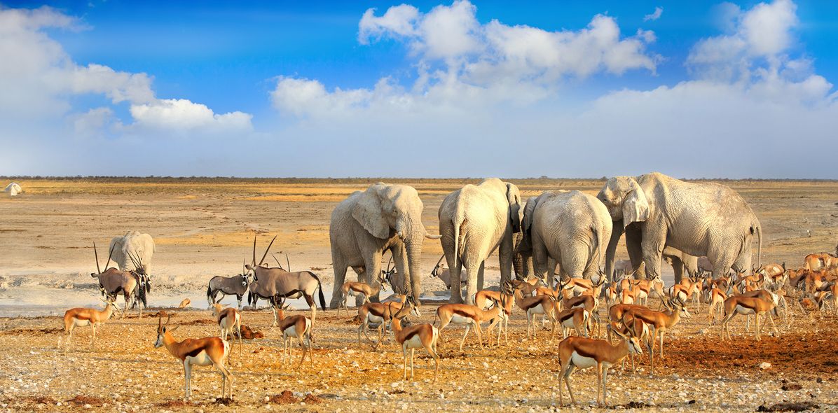 Tiere an einem Wasserloch im Etosha Nationalpark