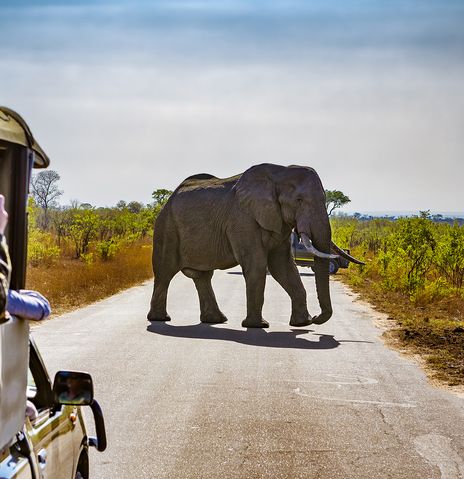 Safari im Krüger Nationalpark