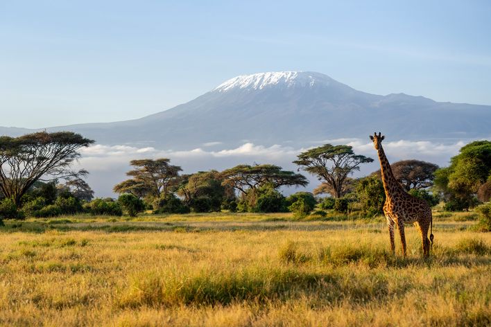 Giraffe im Amboseli Nationalpark
