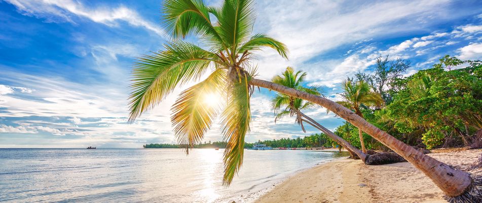 Strand mit Palme bei Sonne in der Karibik