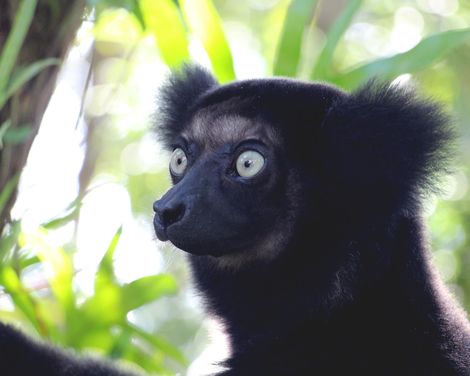 Auf den Spuren der Lemuren und Baobabs-3