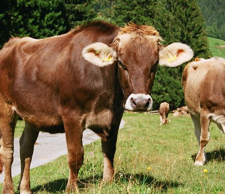 Kühe auf Wiese in der Schweiz