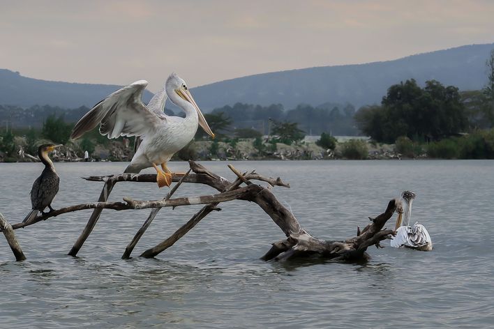 Pelikane am Victoriasee