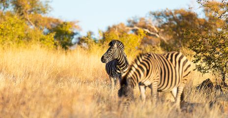 Zwei Zebras im Krüger Nationalpark in Südafrika