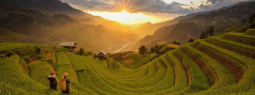 Frauen stehen in einem Reisfeld in Vietnam und blicken auf den Sonnenuntergang