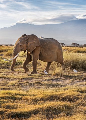 Elefant in Kenia