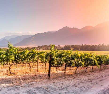 Winelands in Südafrika
