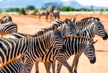 Afrika