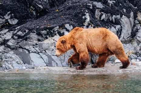 Bär in Alaska
