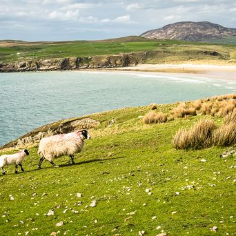 Schafe in Donegal