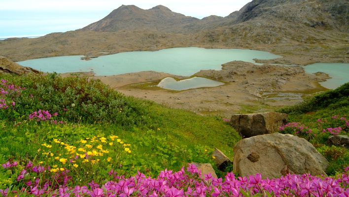 Blumenwiese in arktischer Landschaft mit Seen und Hügeln