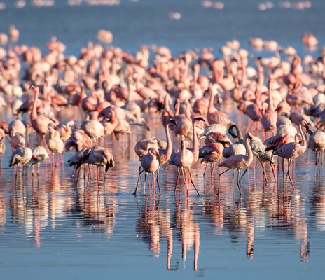 Flamingos in Kenia