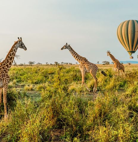 Giraffen im Serengeti Nationalpark