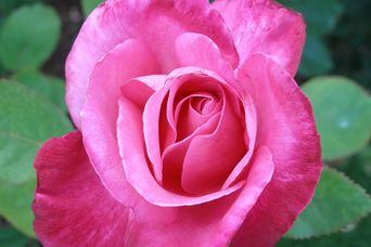 Pinke Rose