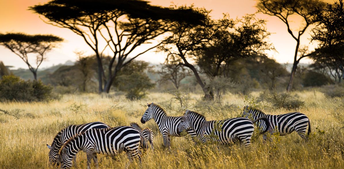 Zebras in Savanne
