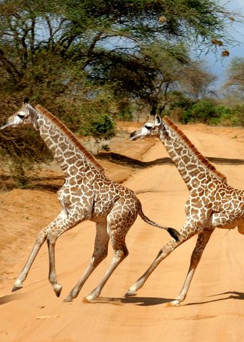 Giraffenherde im Tsavo Nationalpark in Kenia