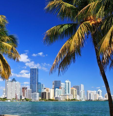Blick auf Miami mit Palmen