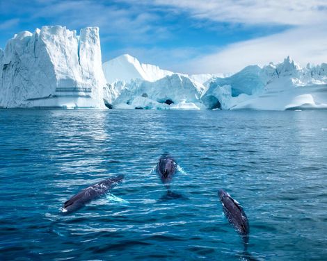 Kreuzfahrt mit MS Hamburg von Hamburg bis Kangerlussuaq oder von Kangerlussuaq bis Hamburg-0