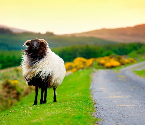 Schaf auf der Straße in Irland