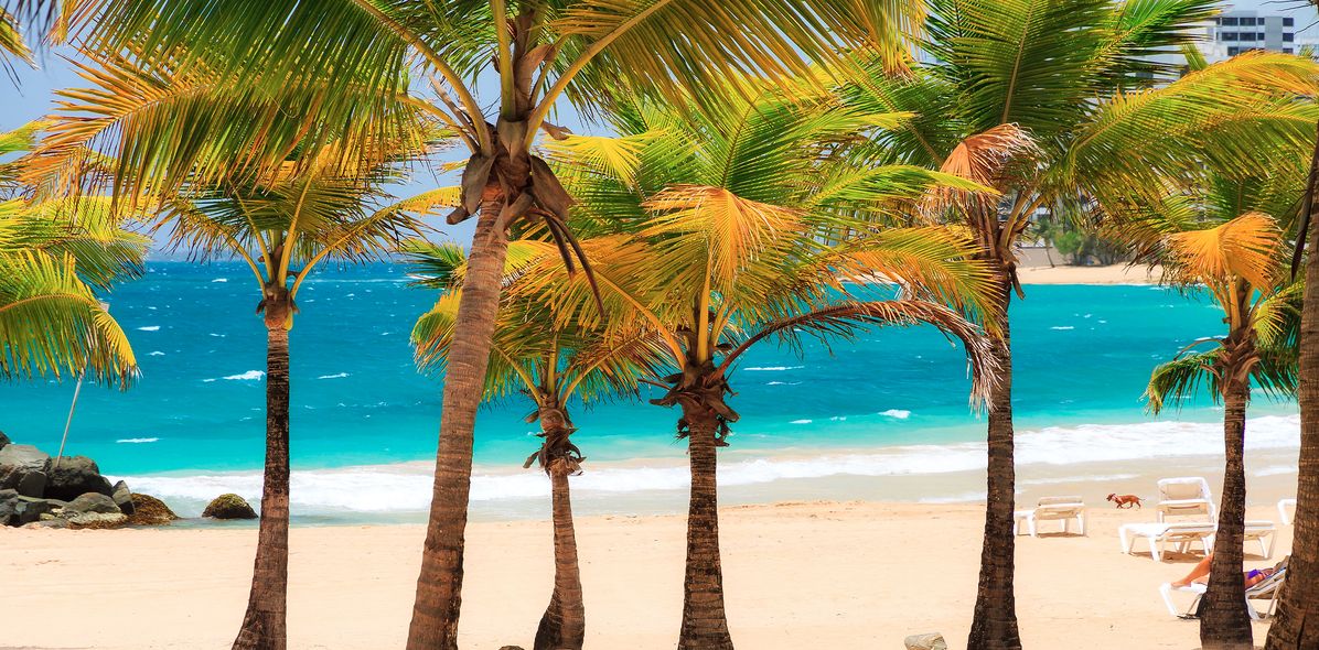 Palmen am Strand von Puerto Rico