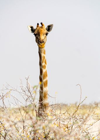 Giraffe in Namibia guckt über Sträucher direkt in die Kamera