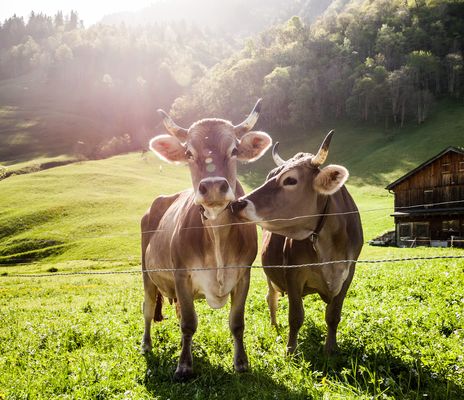 Kühe in den Schweizer Bergen