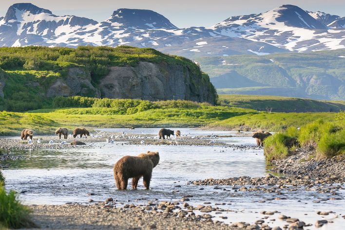 Bären in der Wildnis von Alaska