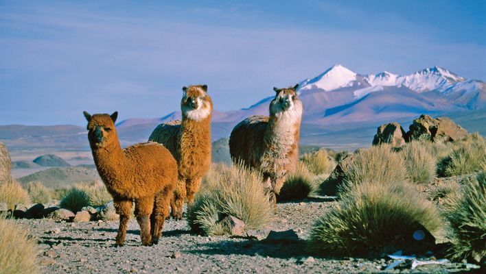 Lamas in der Atacama-Wüste mit schneebedeckten Gipfeln im Hintergrund