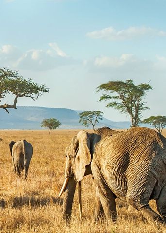 Tansania Serengeti Nationalpark Elefantenherde
