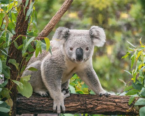 Kreuzfahrt mit der Crown Princess ab/an Sydney inkl. Vorprogramm in Sydney-2