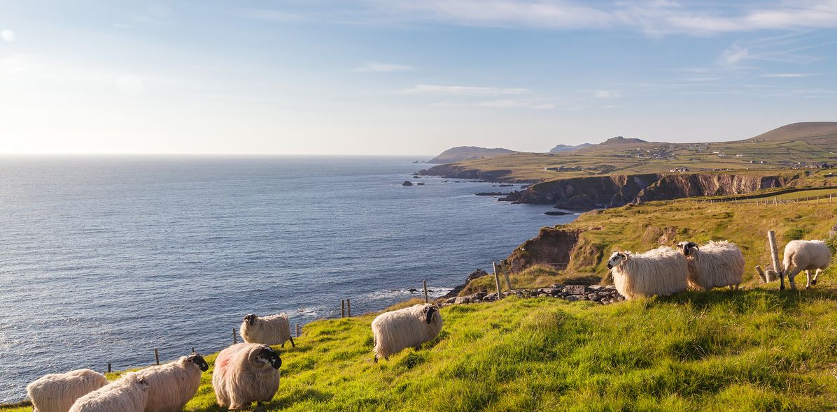 Schafe an der Küste in Irland
