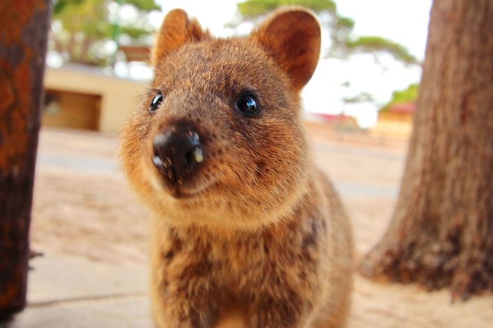 Quokka in Australien