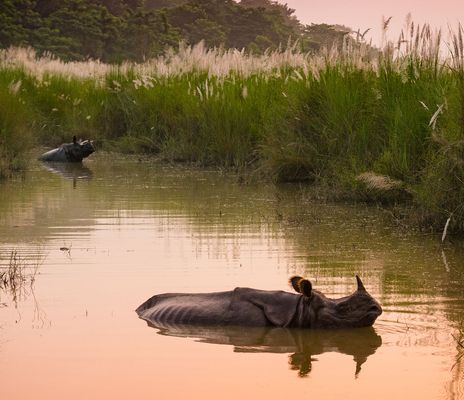 Nashörner im Chitwan Nationalpark