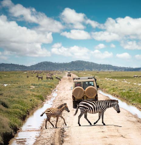 Zebras und Geländewagen in Tansania
