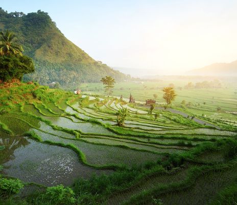 Reisterrassen in Ubud auf Bali