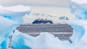 Ocean Albatros in einer Eislandschaft