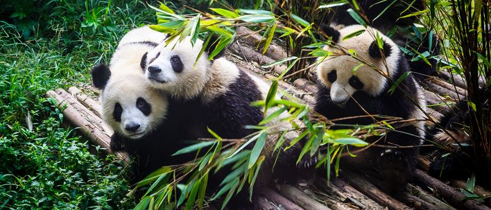 Pandabären in Chengdu in China