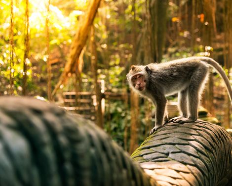 Insel der Götter mit Entspannung in Sanur-1