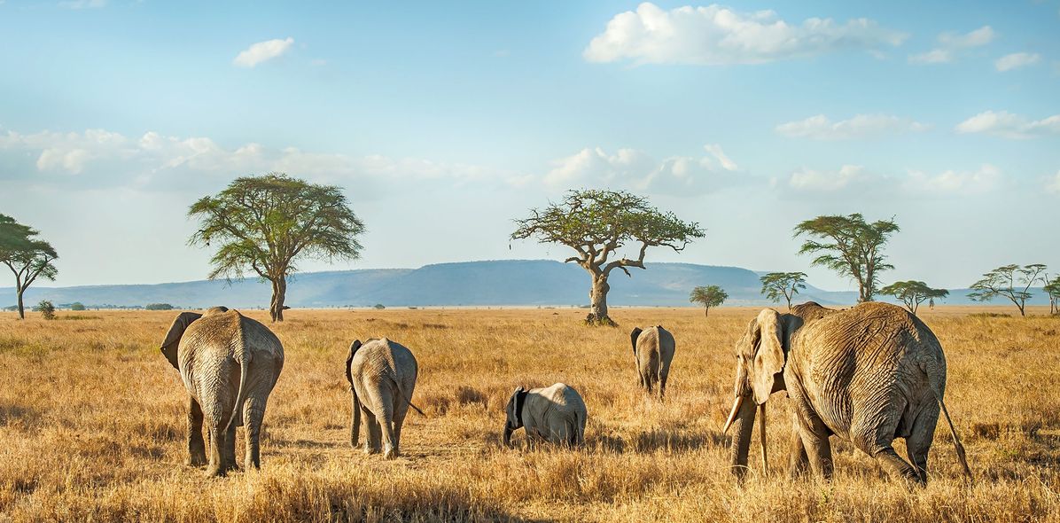 Elefantenherde vorm Kilimandscharo in Afrika