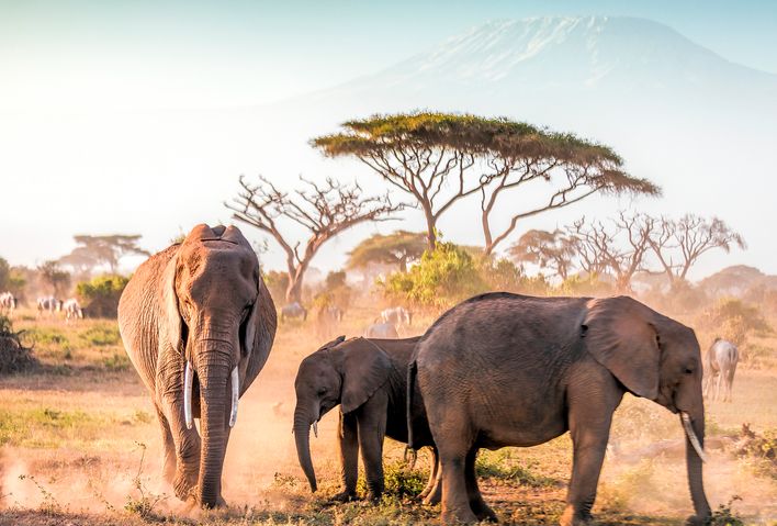 Gruppe von Elefanten im Amboseli Nationalpark in Kenia