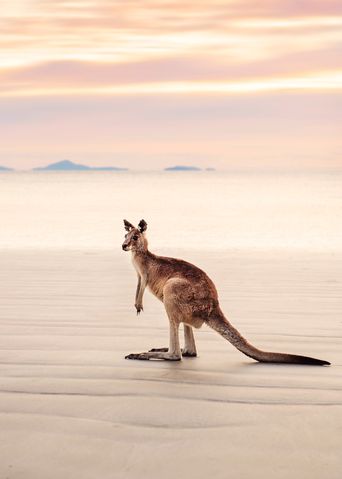 Känguru am Strand in Australien