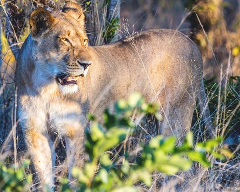 Auf den Spuren Afrikas: Wildnis, Weite, Wunder-3