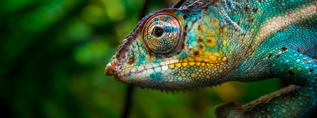 Chamaeleon auf einem Baum