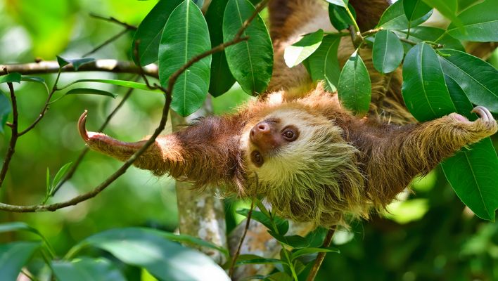 Faultier im Amazonas Regenwald