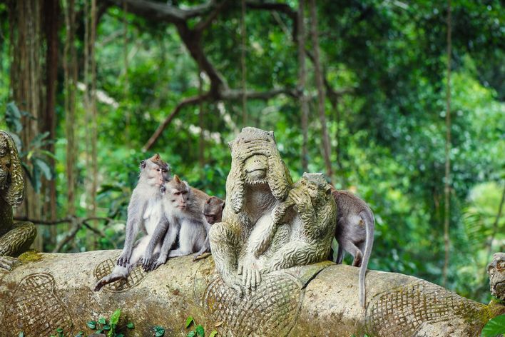 Affen in Ubud auf Bali