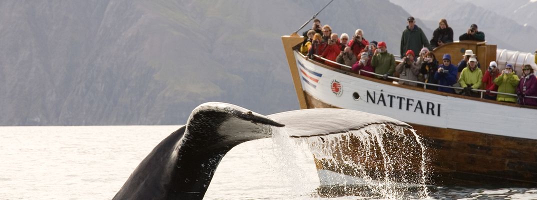 Boot beobachtet Wal in Grönland