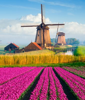 Tulpenfelder und Windmühlen in den Niederlanden