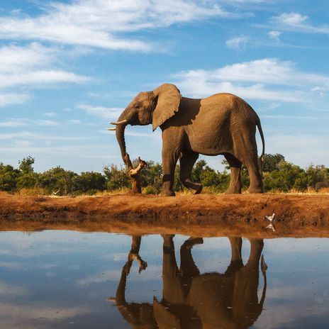 Elefant in Botswana