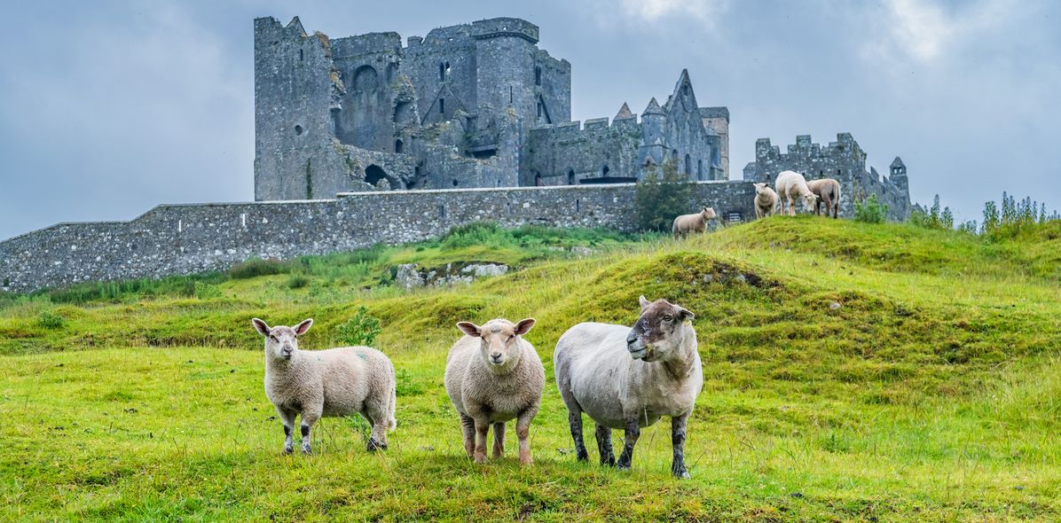 Schafe vor dem Rock of Cashel in Irland