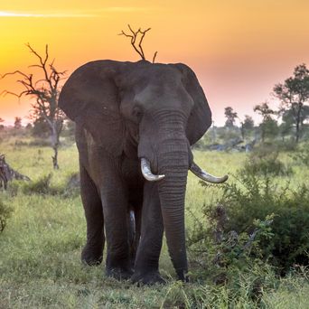 Elefant im Krüger Nationalpark